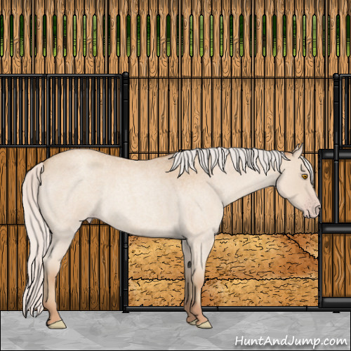 Horse Color:Silver Classic Champagne Roan Rabicano 