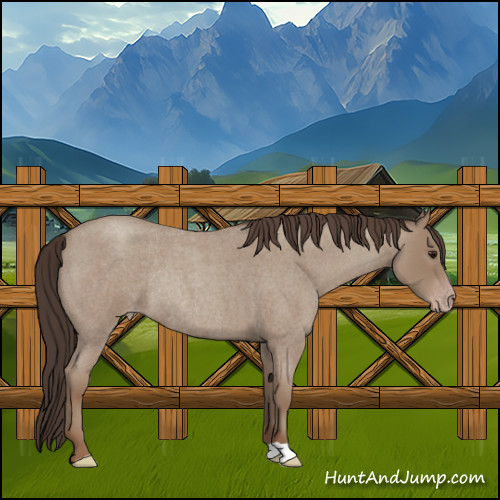 Horse Color:Classic Champagne Roan Rabicano 
