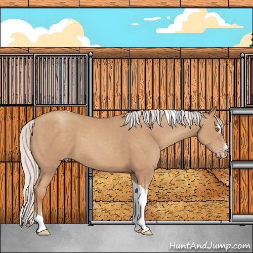 Horse Color:Silver Classic Champagne Sabino Tobiano 