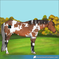 Horse Color:White Spotted Bay 