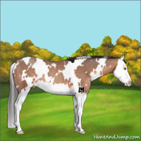 Horse Color:White Spotted Sable Champagne Splash 
