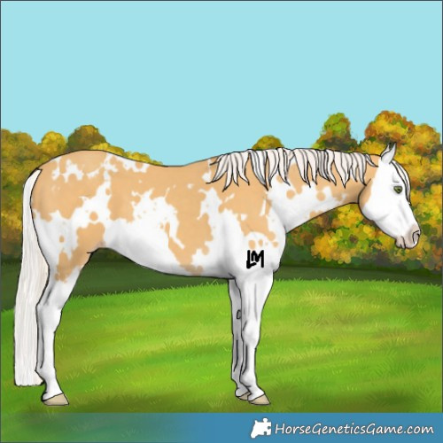 Horse Color:White Spotted Silver Classic Cream Champagne Sabino Splash