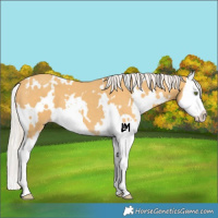 Horse Color:White Spotted Silver Classic Cream Champagne Sabino Splash 