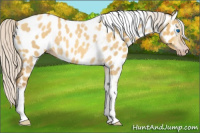 Horse Color:Gray Silver Amber Cream Champagne Roan Dun Splash Tobiano Frame Near Leopard Rabicano 