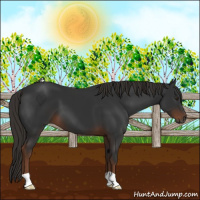 Horse Color:Gray Liver Chestnut 