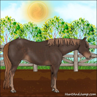 Horse Color:Liver Chestnut 