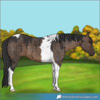 Horse Color:Brown Dun Tobiano Brindle 