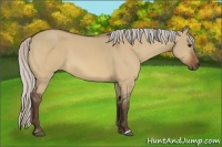 Horse Color:Silver Bay Dun