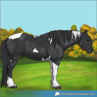 Horse Color:Black Tobiano 