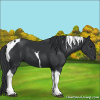 Horse Color:Black Tobiano 
