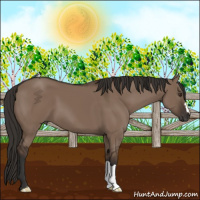 Horse Color:Liver Red Dun 