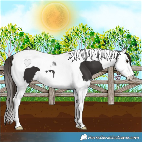 Horse Color:Liver Chestnut Splash Tobiano 