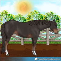 Horse Color:Liver Chestnut 