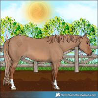 Horse Color:Red Dun 