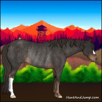 Horse Color:Liver Chestnut Rabicano