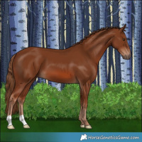 Horse Color:Chestnut 