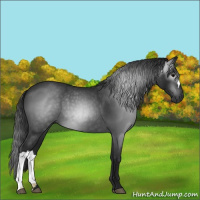 Horse Color:Gray Blue Roan 