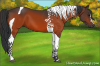 Horse Color:Bay Tobiano 