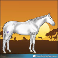 Horse Color:Gray Void Silver Blue Roan Splash
