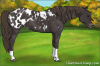 Horse Color:Smoky Black Tobiano Appaloosa 