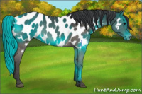 Horse Color:Grullo Appaloosa 