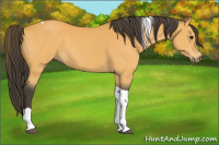 Horse Color:Buckskin Tobiano