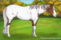 Horse Color:Chocolate Silver Brown Splash Near Fewspot 