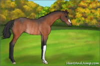 Horse Color:Brown Rabicano 