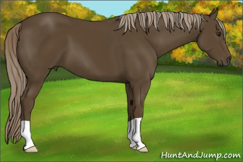 Horse Color:Chocolate Palomino 