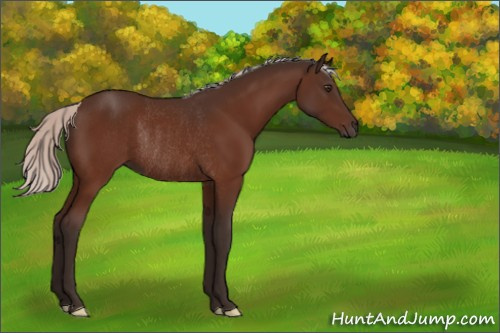 Horse Color:Silver Brown Rabicano 
