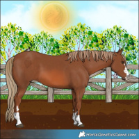 Horse Color:Chestnut 