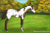 Horse Color:Liver Chestnut Frame Appaloosa 