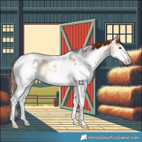 Horse Color:Red Dun Onyx Splash Tobiano 