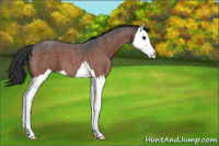 Horse Color:Bay Roan Splash