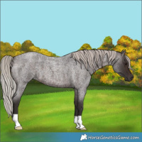 Horse Color:Silver Brown Roan 