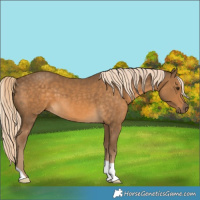 Horse Color:Chocolate Palomino 