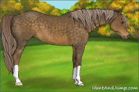 Horse Color:Chocolate Palomino 