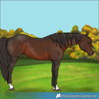 Horse Color:Liver Chestnut 