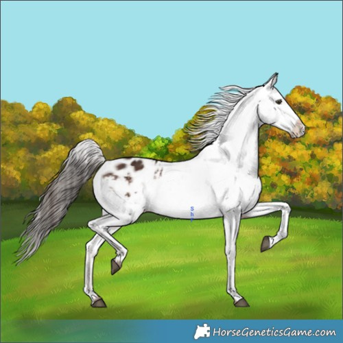 Horse Color:Liver Chestnut Appaloosa 