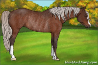 Horse Color:Silver Brown Rabicano 