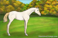Horse Color:Buckskin Roan Pearl 