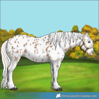 Horse Color:Silver Bay Dun Sabino Appaloosa 