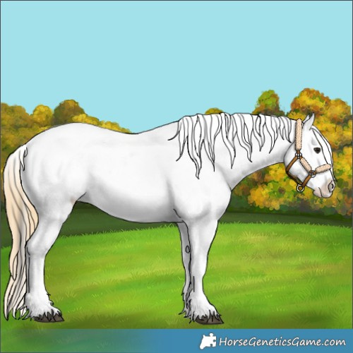 Horse Color:White Spotted Buckskin Appaloosa 
