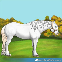 Horse Color:Buckskin Pearl Leopard 