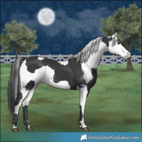 Horse Color:Black and White Spotted Black