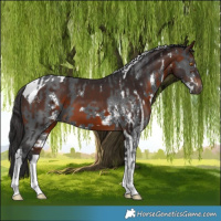 Horse Color:Black Sabino  and Brown Tobiano 