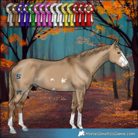 Horse Color:Gray Red Dun