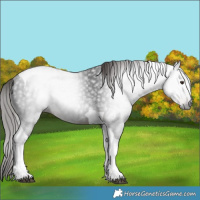 Horse Color:Gray Liver Chestnut Tobiano Rabicano 