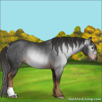 Horse Color:Gray Liver Chestnut Rabicano 
