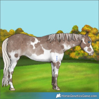 Horse Color:Silver Black Splash Tobiano 